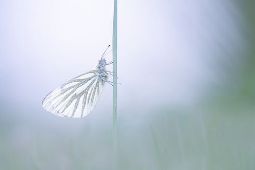 Blanc veiné dans des tons doux de bleu et de vert
