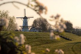 Mill the Butterfly, pearl of the Betuwe, between the blossoms