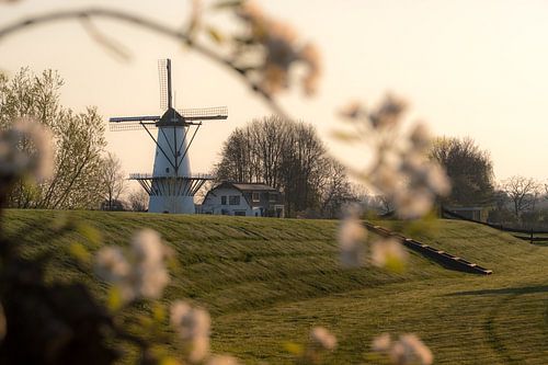 Molen de Vlinder, parel van de Betuwe, tussen de bloesem