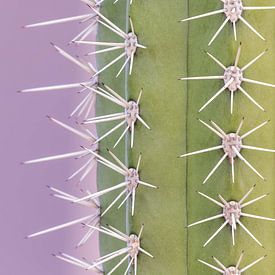 Trendy cactus - violet by Dennis en Mariska