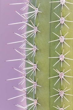 Trendiger Kaktus - violett von Dennis en Mariska
