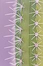Trendy cactus - violet by Dennis en Mariska thumbnail