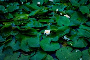 Lotusblumen