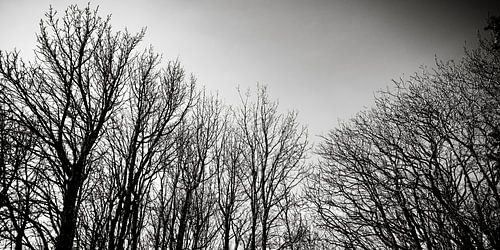 Winterse Bomen in Zwart Wit