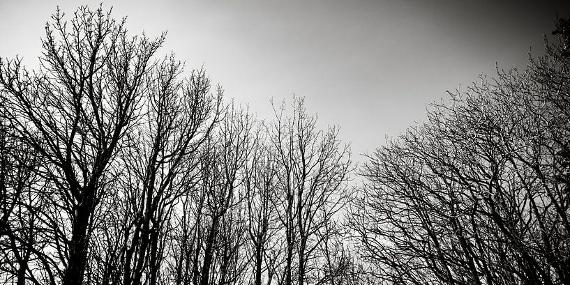 Winterse Bomen in Zwart Wit par Steven Otter
