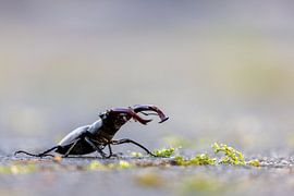 Hirschkäfer (Lucanus cervus) von Dirk Rüter