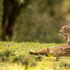 Portret van een Pardel lynx van Sven Scraeyen