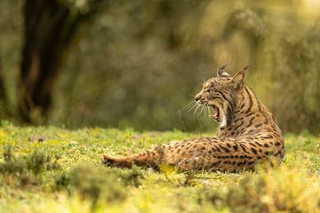 Portret van een Pardel lynx van Sven Scraeyen