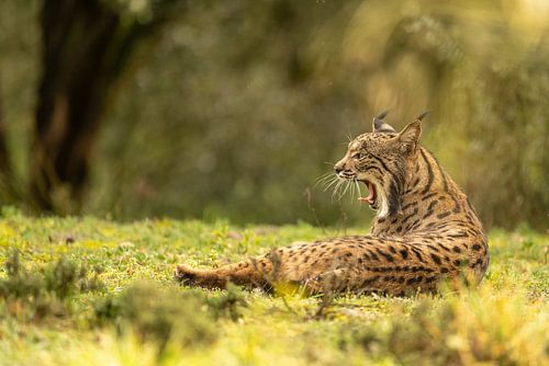 Portret van een Pardel lynx