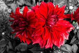 Red dahlia on black and white background by Patricia Piotrak