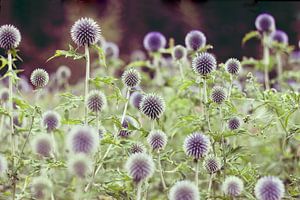 Sunny Afternoon Erasmuspark van Jaap de Wit