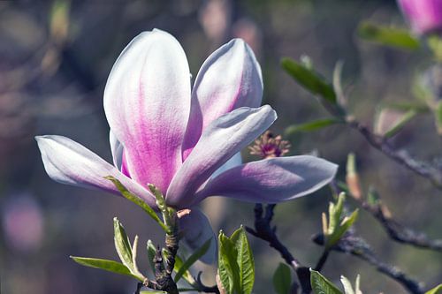 Prachtige magnolia bloesem in de botanische tuin