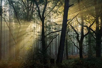 Zonneharpen in het bos (herfst, bomen) van Cocky Anderson