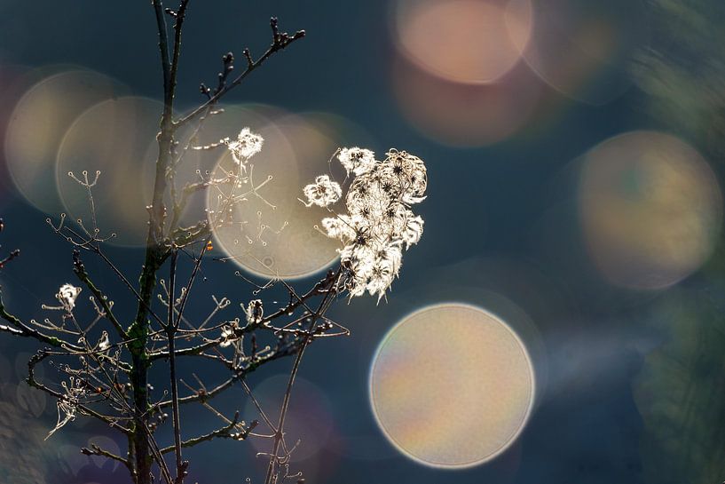 Romantisme de la nature par Kurt Krause