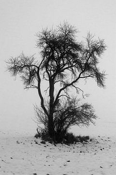 Eenzame boom in de winter met mist in de Rhön van Martin Flechsig