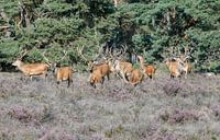 Grote groep mannetjes Edelhert van Merijn Loch thumbnail