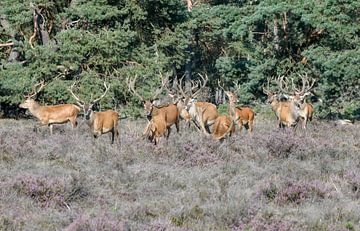 Large group of males Red deer by Merijn Loch