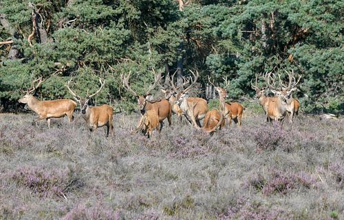 Large group of males Red deer