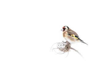 Goldfinch in the snow by Guido Rooseleer