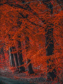 automne orange