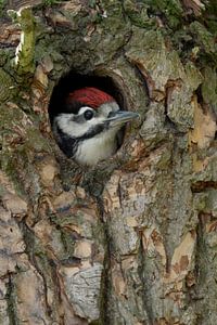 Grand pic tacheté (Dendrocopos major), presque oisillon, regardant depuis la grotte de nidification,