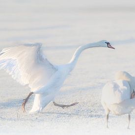 swan landing by natascha verbij