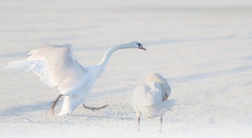 swan landing by natascha verbij