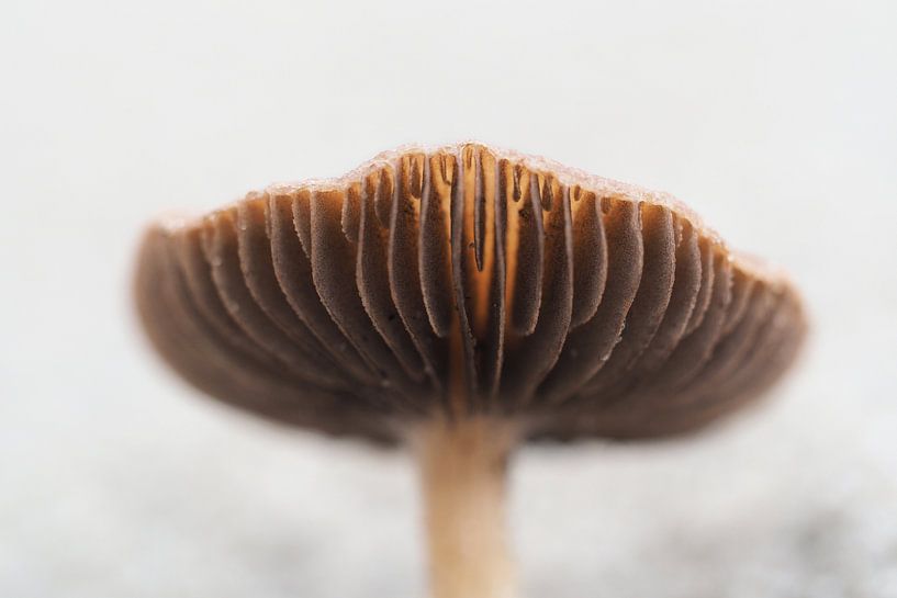 Dune toadstool by Astrid Brouwers