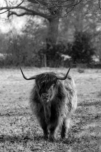 Highlander écossais