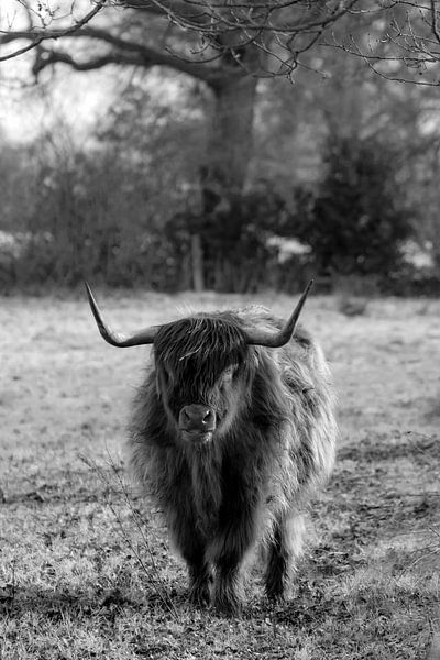 Scottish Highlander by Humphry Jacobs