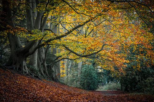 Droombos in Wassenaar