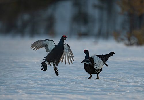 Grouse fighting over a female