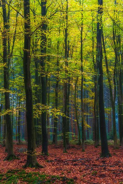 Forest landscape "Beech forest in autumn" by Coen Weesjes