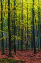 Forest landscape "Beech forest in autumn" by Coen Weesjes thumbnail