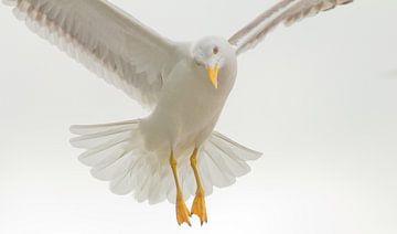 mouette en vol sur Anne Koop