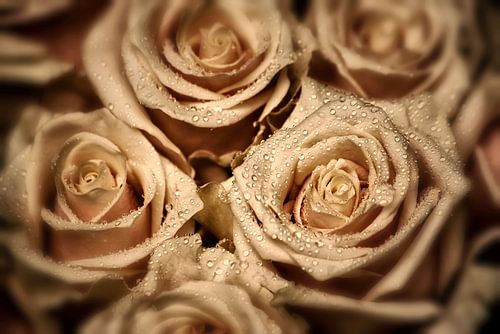 Elegante Rozen - Nude