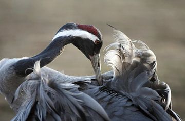 Preening Common Crane by Beschermingswerk voor aan uw muur