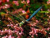 Libelle
