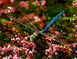 Libelle sur Bernadette Struijk