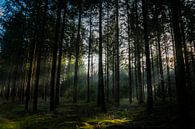 Zonnestralen in het bos van Jan Diepeveen thumbnail