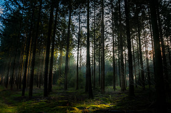 Zonnestralen in het bos