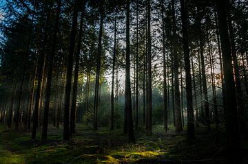 Zonnestralen in het bos by Jan Diepeveen