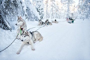 Sledehonden rusten sneeuw Lapland van Rene du Chatenier