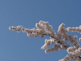 Japanese Cherry Blossom by Christel Loman