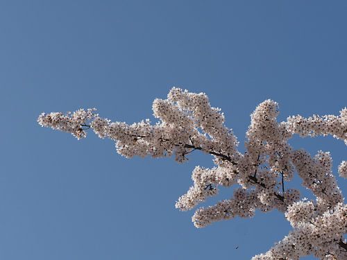 Japanische Kirschblüte