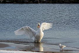 La danse du cygne