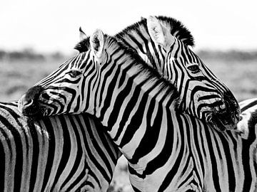 knuffelende zebra's