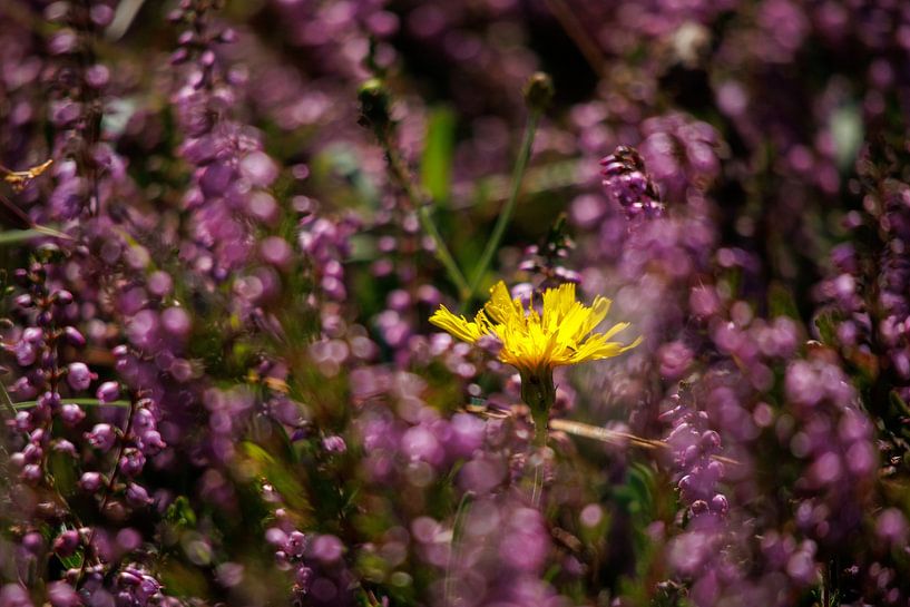 Dandelion among the purple heather by Jan