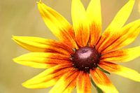 Yellow flower close-up