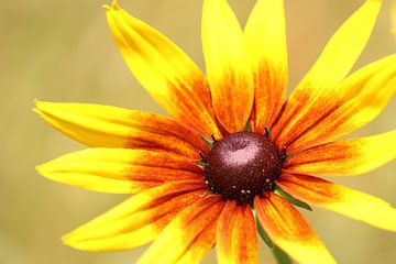 Gelbe Blume Nahaufnahme von Elise Lohuis